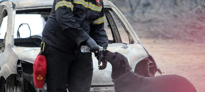 Εκκληση από τη Φιλοζωική Ραφήνας για προσφορά βοηθείας και ειδών στα ζώα που επλήγησαν